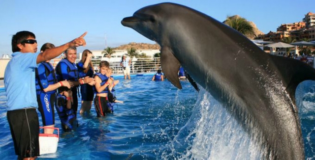  Fun with dolphins 