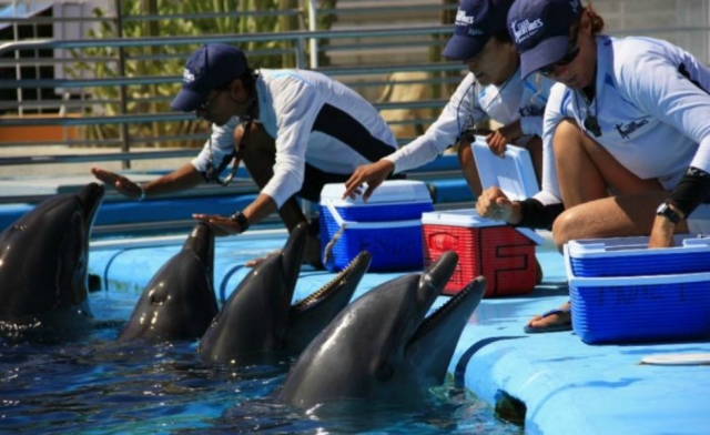  Training the dolphins