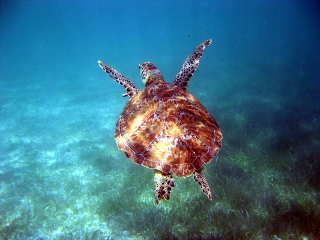  snorkeling in Akumal 