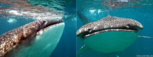  在科苏梅尔浮潜