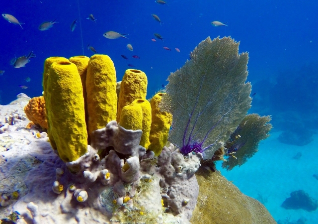  Vida marinha em Playa del Carmen 