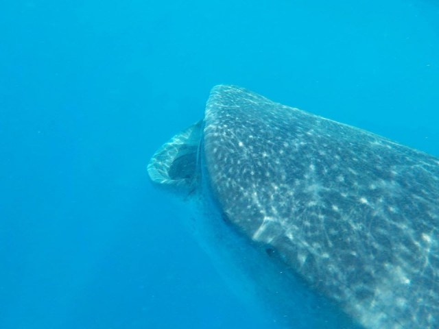Hermoso tiburón ballena