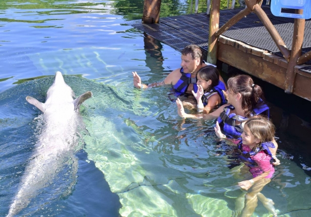  Family greeting the dolphin 