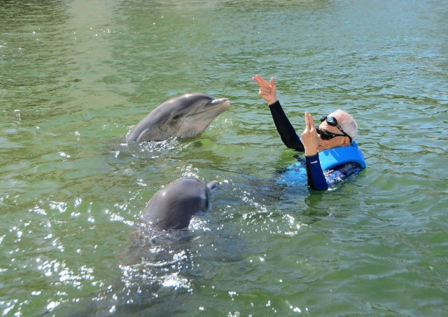  Interaction with two dolphins 