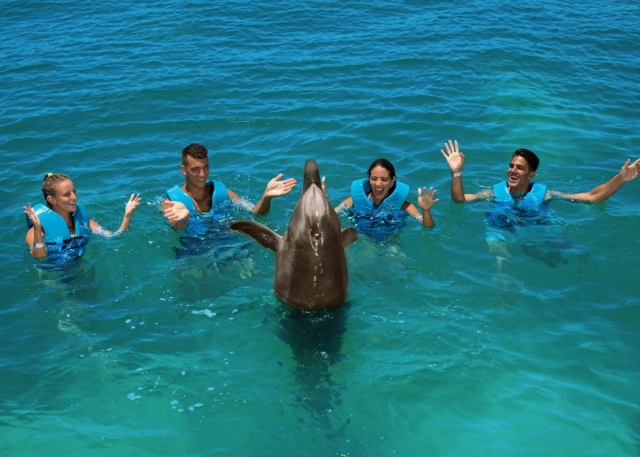  Moving hands with the dolphin 