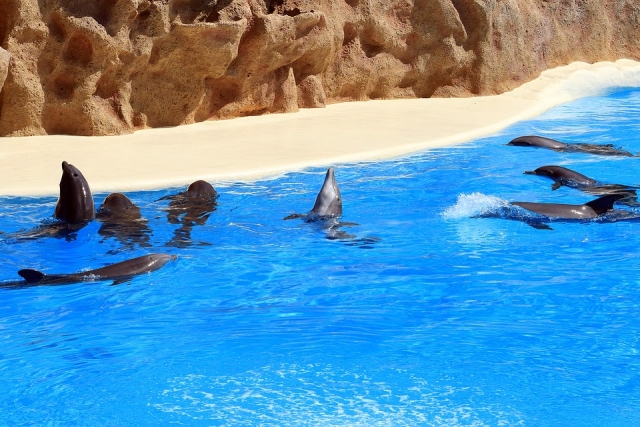 Día con los delfines 