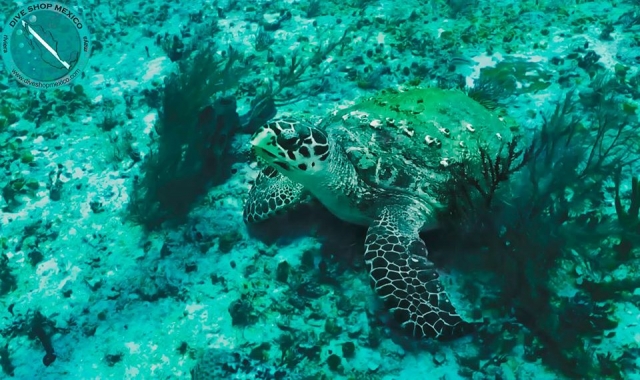 Tartaruga marinha na Riviera Maya 