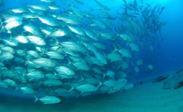  Cardume de peixes 