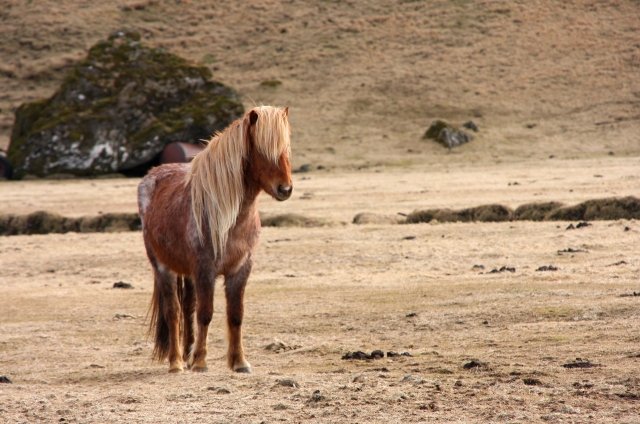Small ponies