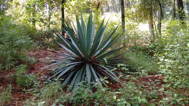 41709768_695461337494018_7582552808746909696_n