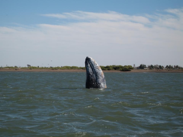 Avistamiento de Ballena gris