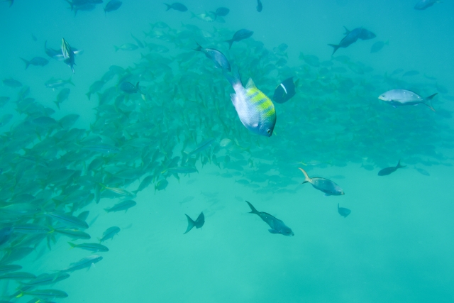  Variedade de peixes 