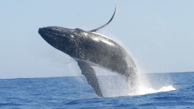 Humpback whale 