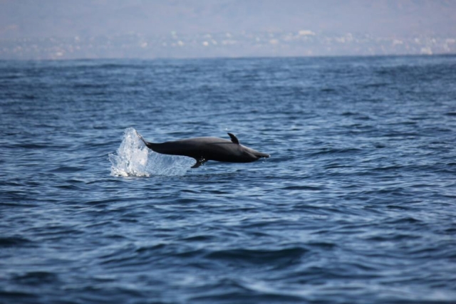  Spinner dolphin 