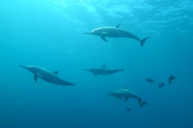  Beautiful dolphins 