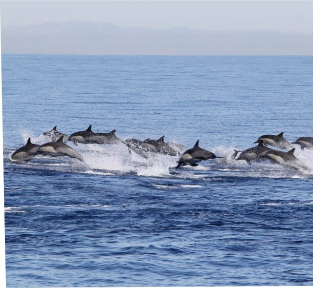  Dolphins swimming in Puerto Escondido 