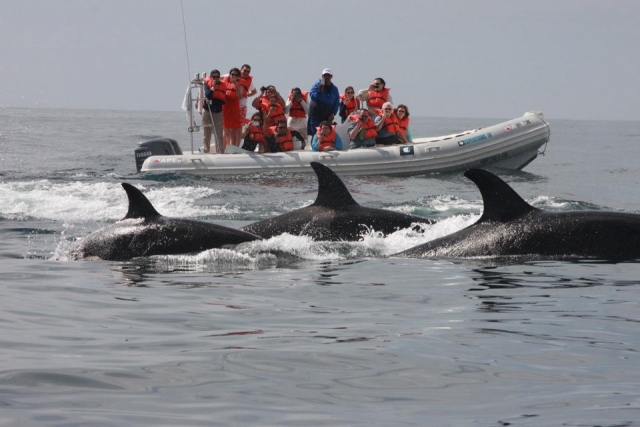  Dauphins 