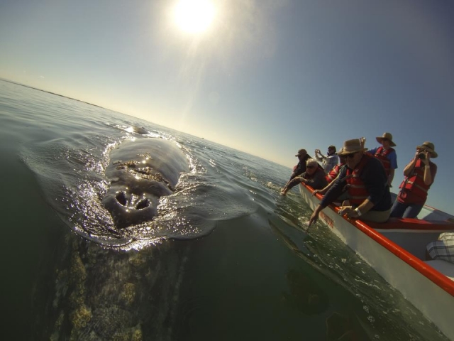  Observation des baleines 