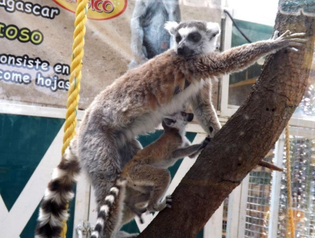 lemur con bebe