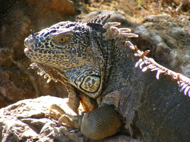  Iguane nel parco 