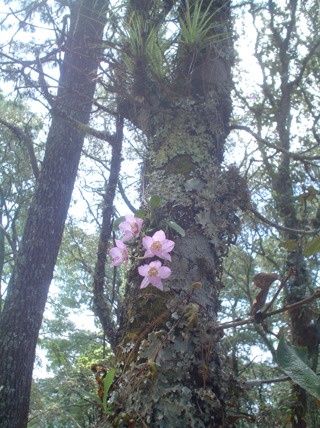  Orchidées 