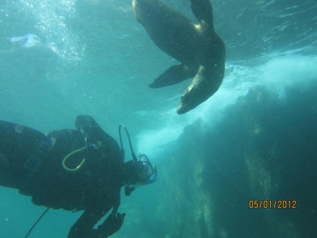  Diving 