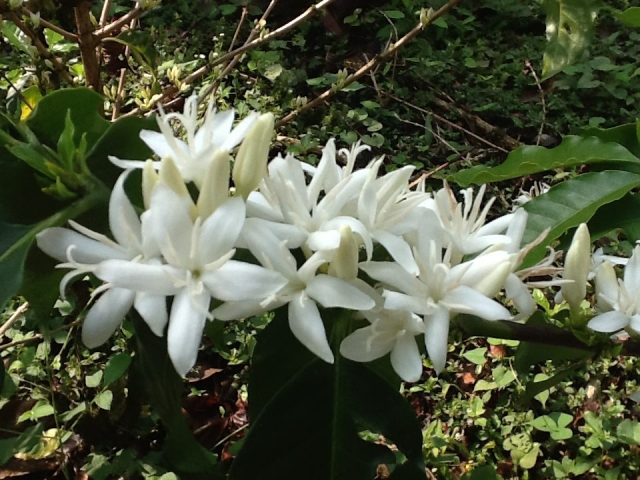  Floraison 
