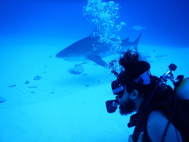  Plongée et requins 