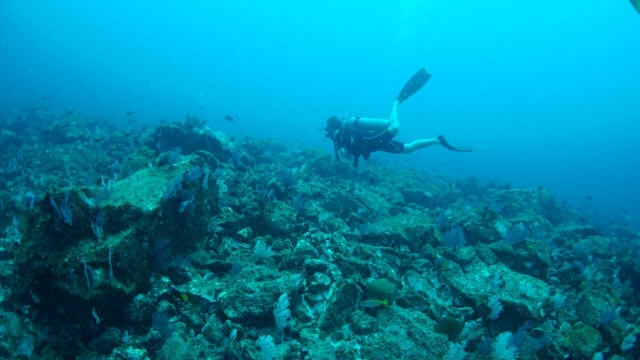 Explorando la vida submarina 