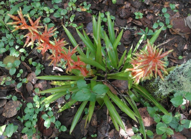 Planta en la selva