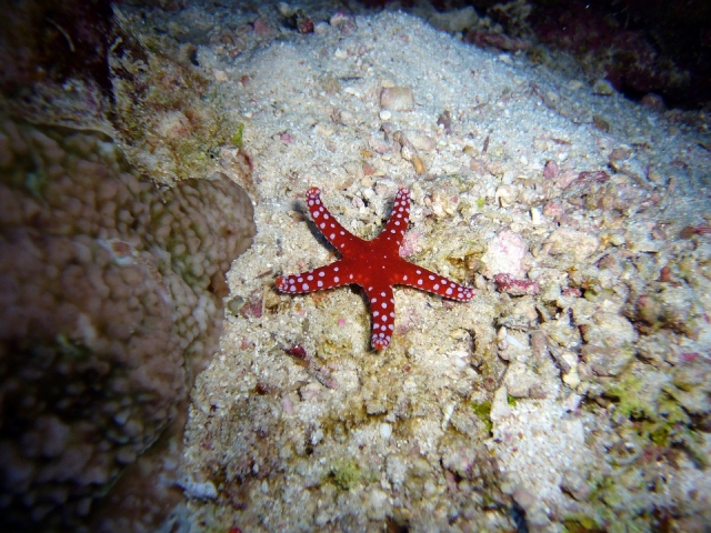  Starfish in diving 