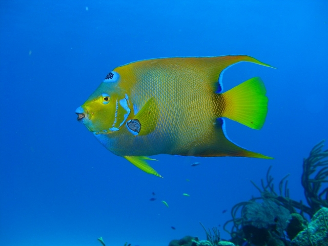  Discover the marine world