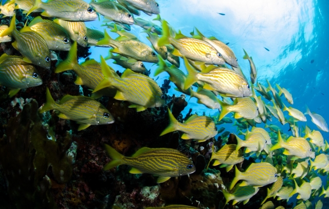 Ve al banco de peces