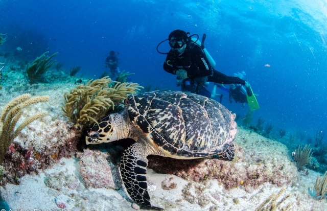 Baja acompañado de una tortuga