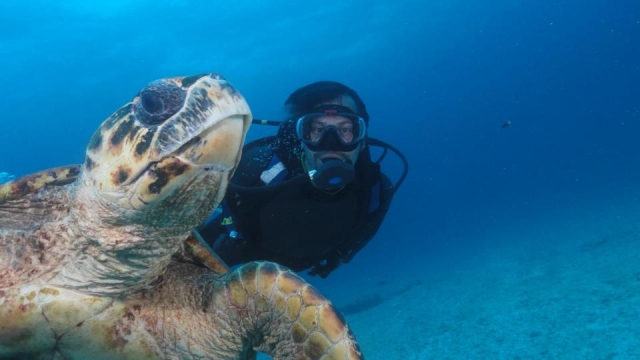  plongez avec des tortues 