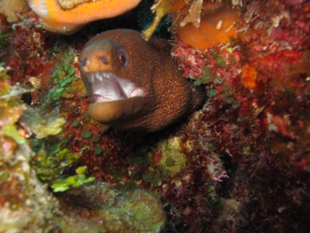 探索墨西哥加勒比海的海洋生物 