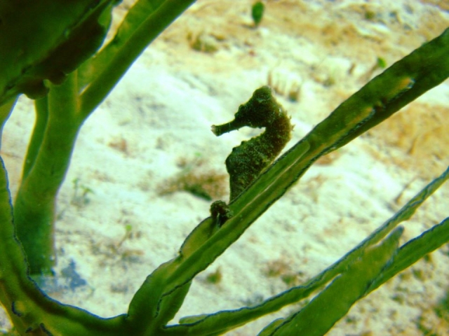  Seahorse 