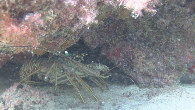 Crabe dans les profondeurs