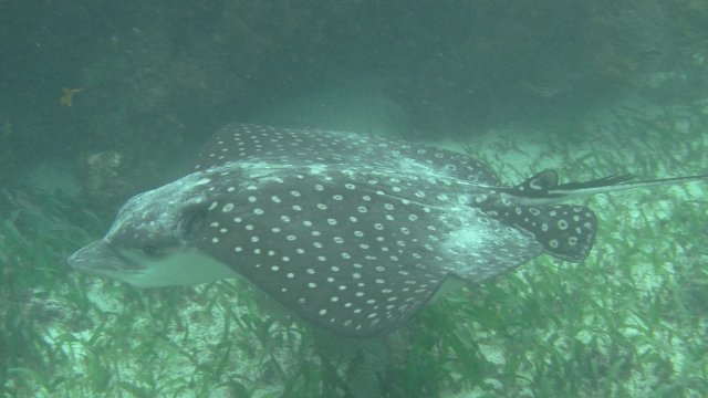 Les animaux des fonds marins