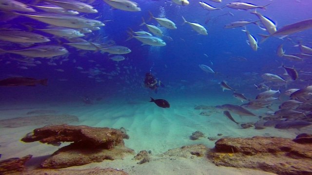 Tout apprendre avec un tuba