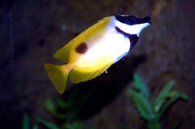 Acuario