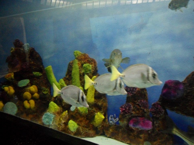 Pesceras
