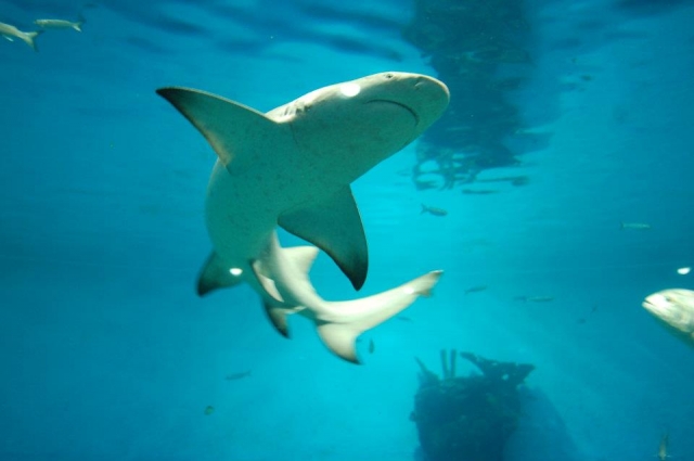 Tiburones