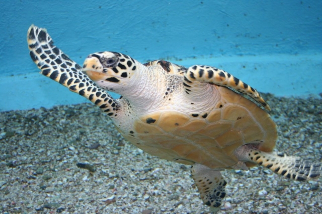 Tortuga