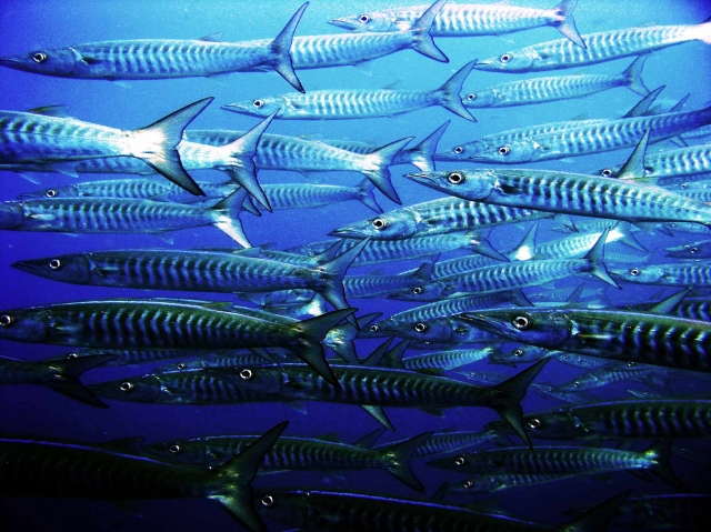 Barracudas