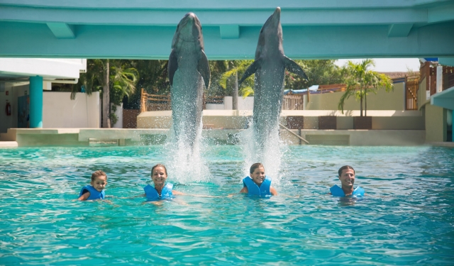 Swimming with dolphins 