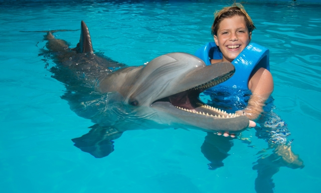  Touching dolphins 
