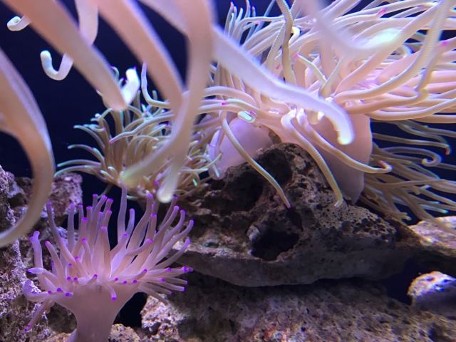  Coralli di diverse forme 