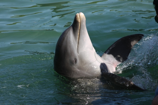 Dolphin tricks 