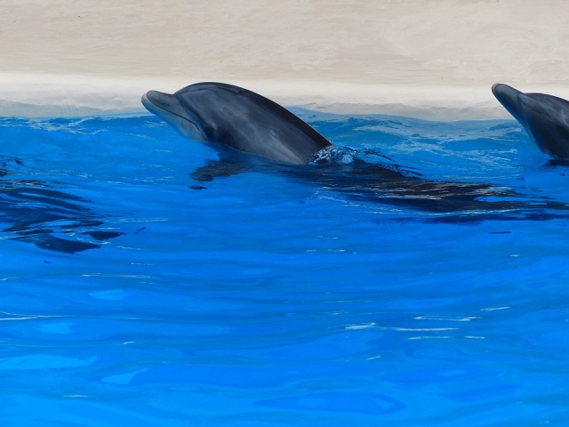 Swim with dolphins 